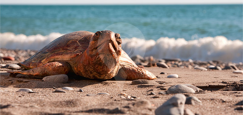 Espumilla Beach - Galapagos Islands