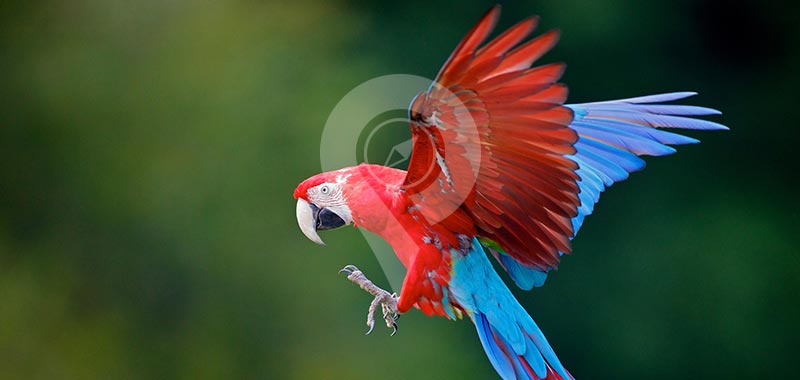 Guacamayo Lodge - Itinerary 5 Days - Day 5