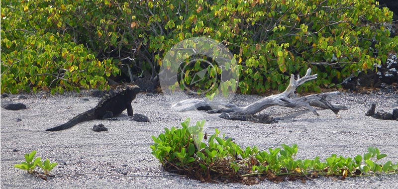 Punta Albemarle - Galapagos Islands