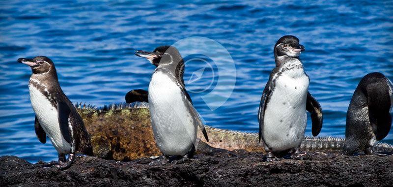 Punta Espinoza - Galapagos Islands