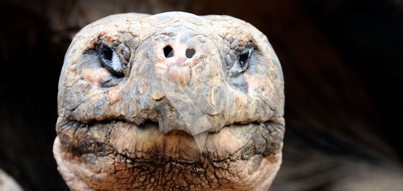 Tortoise Breeding Station - Galapagos Islands
