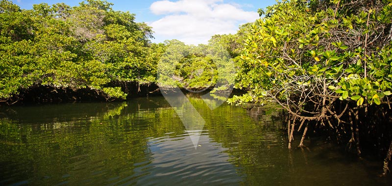 Black Turtle Cove - Galapagos Islands