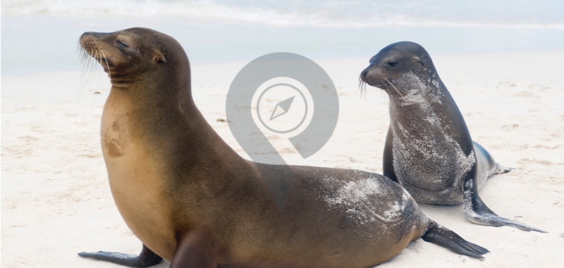 La Loberia - Galapagos Islands