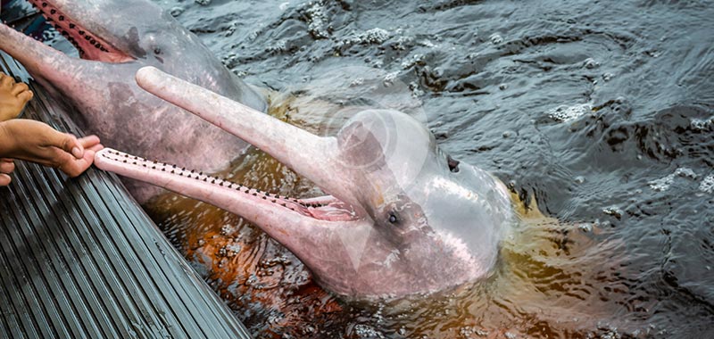 Manatee Amazon Explorer - Day 2
