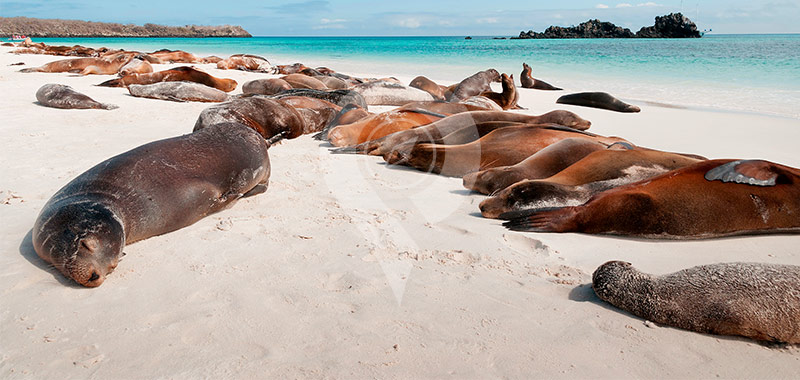 Mosquera Island - Galapagos Islands