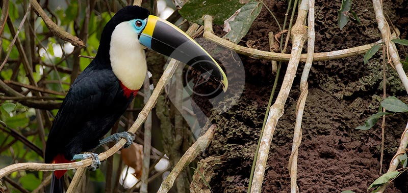 Napo Wildlife Center - Day 4