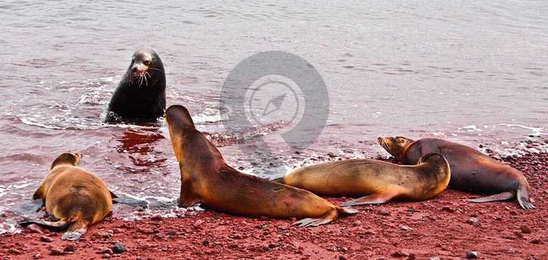 Rabida Island - Galapagos Islands