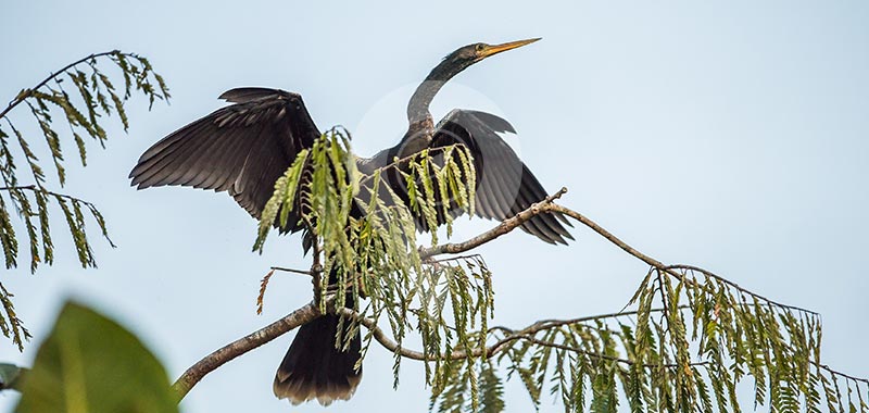 Sani Lodge - Birdwatching - Day 1