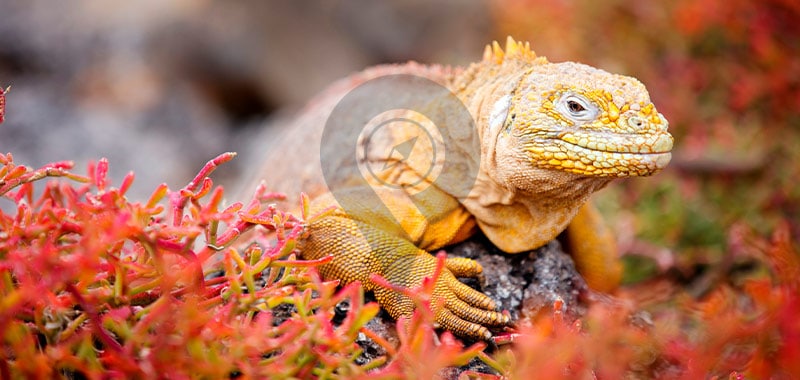 South Plazas Island - Galapagos Islands