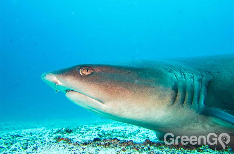 White-Tipped-reef-shark-Galapagos-Sharks
