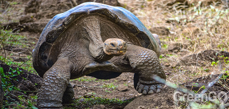 DIY-Galapagos-Travel-Guide-Galapaguera