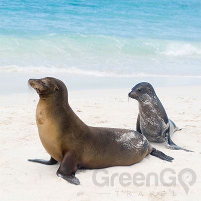 DIY-Galapagos-Travel-Guide-Playa-Loberia