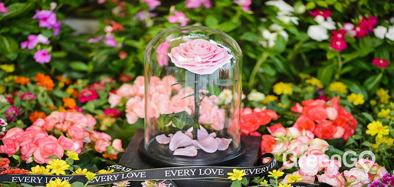 Ecuador-Souvenir-Guide-eternal-rose