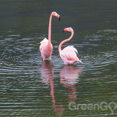 galapagos-weather-by-month-guide-flamingos