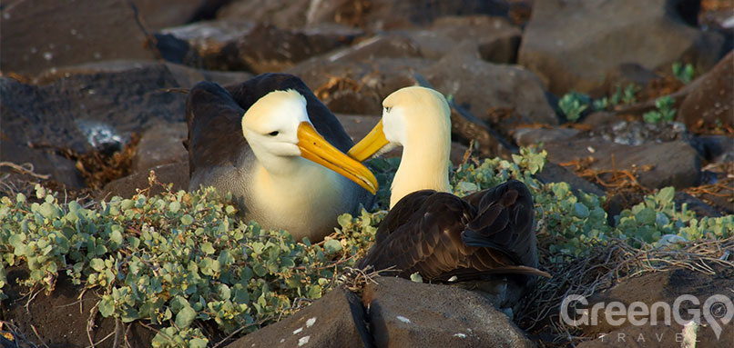 galapagos-weather-by-month-guide-galapagos-galapagos-albatross