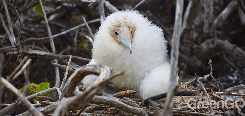 /galapagos-weather-by-month-guide-infant-blue-footed-booby