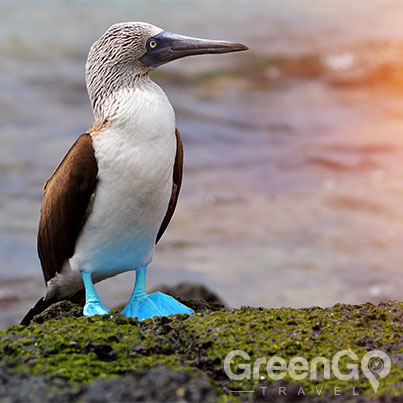 Galapagos Blue footed booby