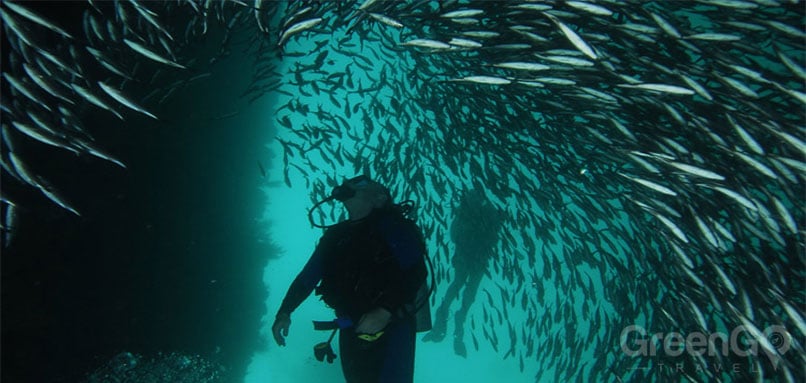 galapagos-snorkeling-and-scuba-diving-guide/scuba-diving-and-snorkeling-in-the-galapagos-scuba-diver-suround-by-fish-in-galapagos