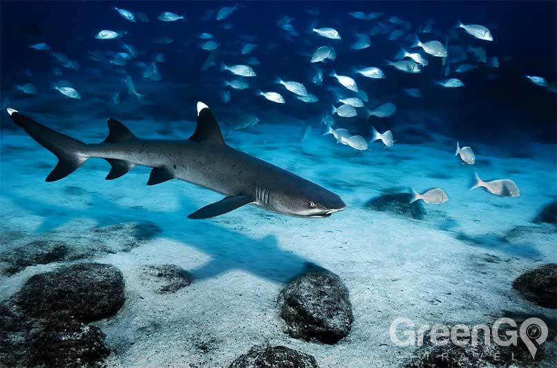 White-Tipped-reef-shark-Galapagos-Sharks