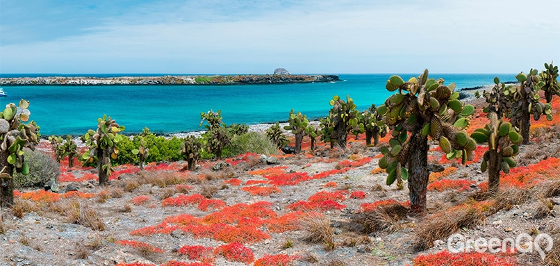 Why go to the Galapagos islands - South Plaza Island