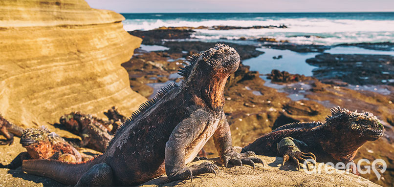 Galapagos Iguana